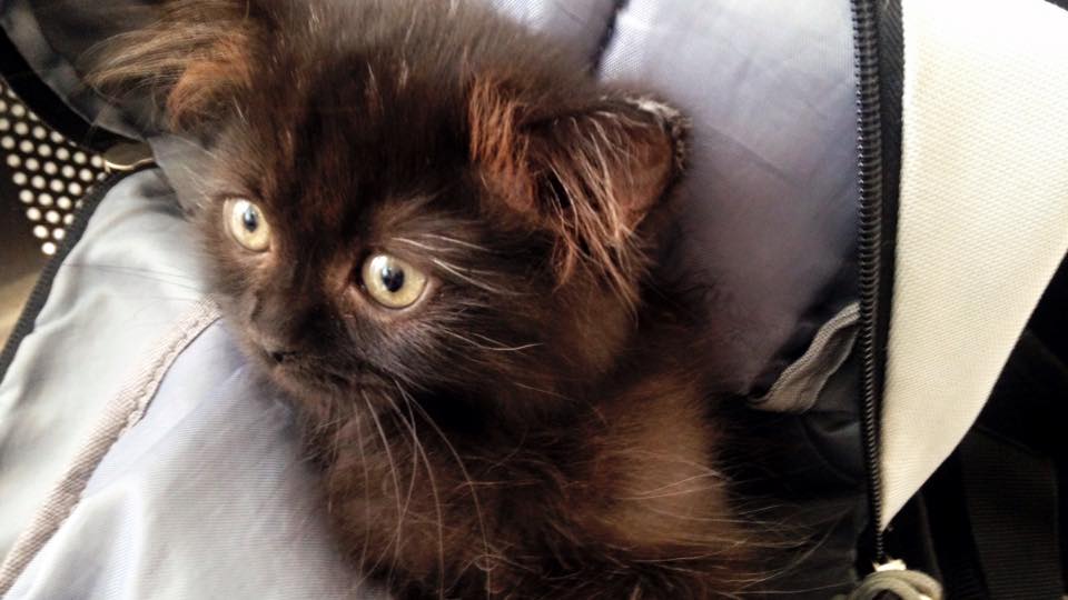 6-essential-things-to-consider-before-adopting-a-cat