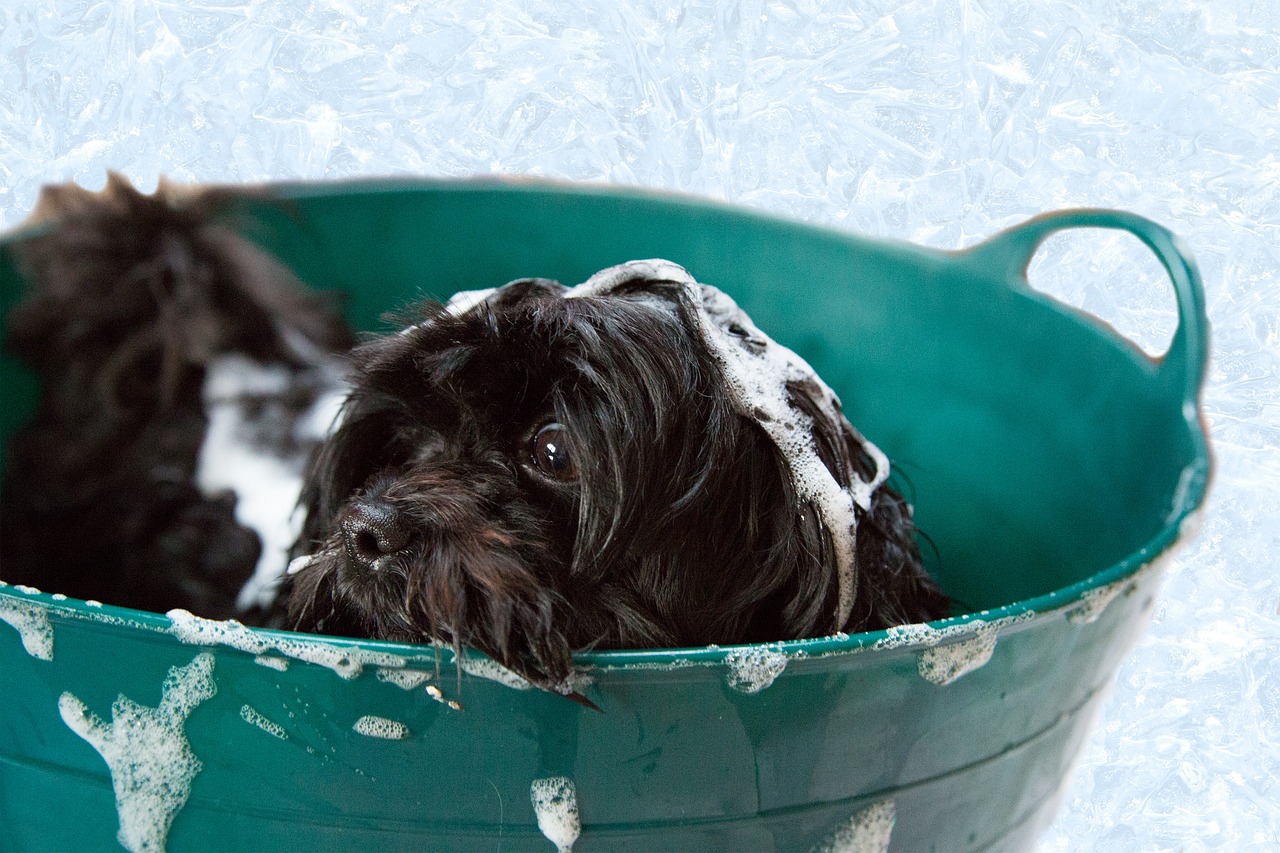 keep-your-pets-safe-during-summer