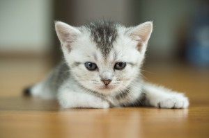 photo credits: http://www.salon.com/topic/cats/